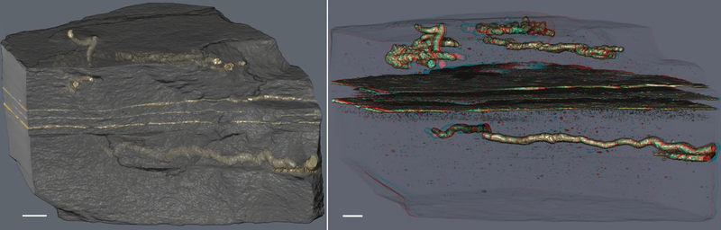 X-ray imaging revealed the tube-like structures embedded within the sedimentary rock.
